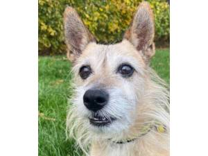 Poppy - Female Terrier: Cairn Photo