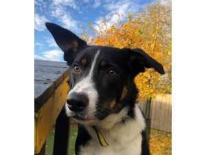 Rex - Male Border Collie Photo