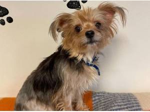 PIPPA - Yorkshire Terrier
crossbreed Photo