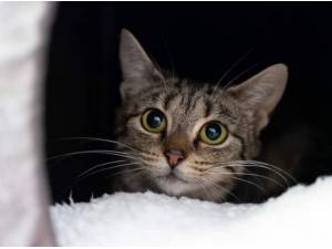 TOPSY - Domestic Shorthair
crossbreed Photo