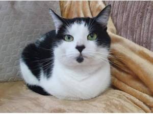 TOOTSIES - Domestic Shorthair
crossbreed Photo