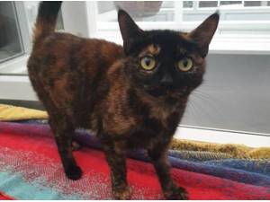 MARI - Domestic Shorthair
crossbreed Photo