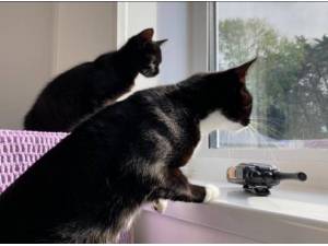 SKY AND MOWGLI - Domestic Shorthair
crossbreed Photo