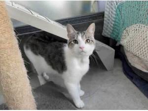 HARLOW - Domestic Shorthair
crossbreed Photo