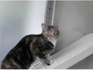 MINKEY - Domestic Shorthair
crossbreed Photo