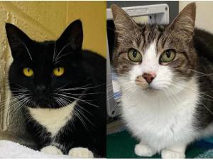 MAEVE AND AIMEE - Domestic Shorthair
crossbreed Photo