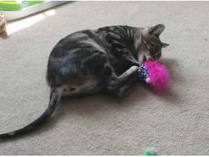 CHARLIE CAT - Domestic Shorthair
crossbreed Photo