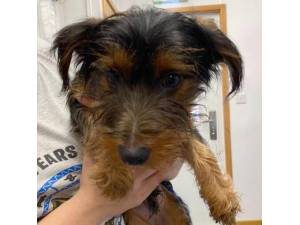 Quin - Male Yorkshire Terrier (Yorkie) Photo