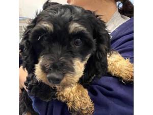 Carla - Female Yorkshire Terrier Cross Poodle Photo