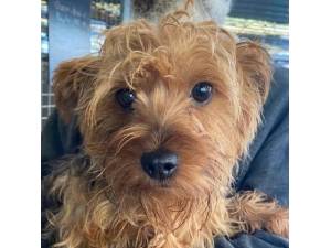 Sally - Female Yorkshire Terrier (Yorkie) Photo