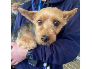 Saren - Female Yorkshire Terrier (Yorkie) Photo