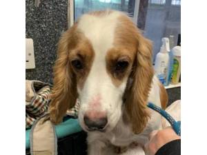 Jelly Baby - Female Cocker Spaniel Photo