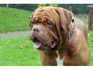 Buddy - Male Dogue De Bordeaux Photo