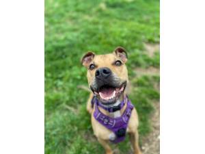 Jake - Male A Crossbreed Photo