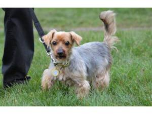 Lady - Female Terrier: Yorkshire Photo