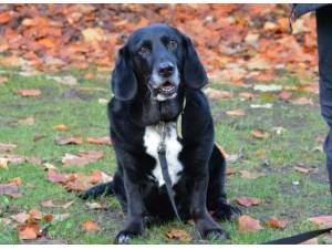 Millie - Female A Crossbreed Photo