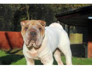 Rose - Female Shar-Pei Photo