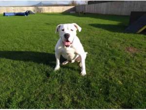 SAM - Bull Mastiff
crossbreed Photo