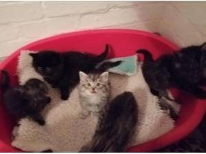 KITTENS - Domestic Longhair
crossbreed Photo