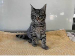 HUMPHREY - Domestic Shorthair
crossbreed Photo
