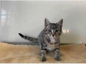 PIE - Domestic Shorthair
crossbreed Photo