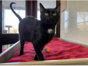 KITKAT - Domestic Shorthair
crossbreed Photo