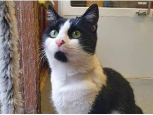 JACKIE - Domestic Shorthair
crossbreed Photo