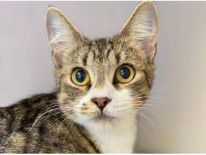 JADE - Domestic Shorthair
crossbreed Photo