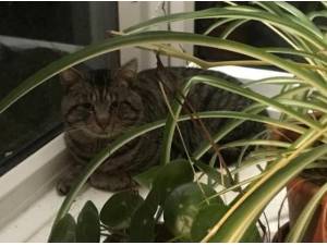 PEBBLES - Domestic Shorthair
crossbreed Photo