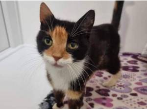MILA - Domestic Shorthair
crossbreed Photo