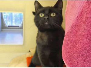 CASPER - Domestic Shorthair
crossbreed Photo