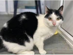 GRACE - Domestic Shorthair
crossbreed Photo
