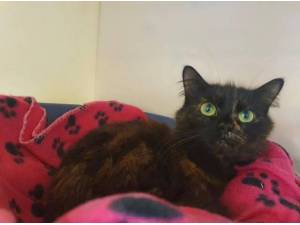 PRINCESS - Domestic Shorthair
crossbreed Photo
