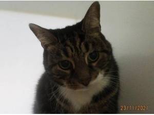 MAX - Domestic Shorthair
crossbreed Photo