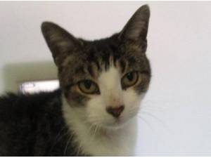 PADDY - Domestic Shorthair
crossbreed Photo