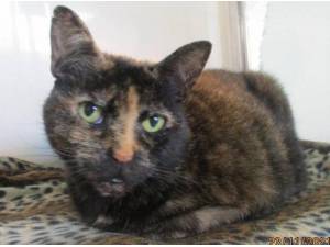 KARMA - Domestic Shorthair
crossbreed Photo