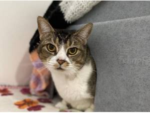 TILLY - Domestic Shorthair
crossbreed Photo