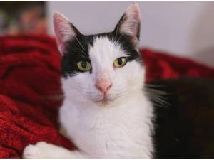 BUDDY - Domestic Shorthair
crossbreed Photo