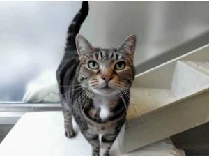 MATILDA - Domestic Shorthair Photo