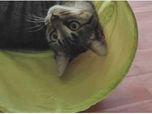 KATY PURRY - Domestic Shorthair
crossbreed Photo