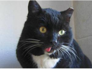 FARM AND FERAL CATS - Farm / Feral Photo