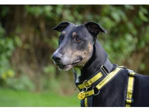 Jax - Male Lurcher Photo