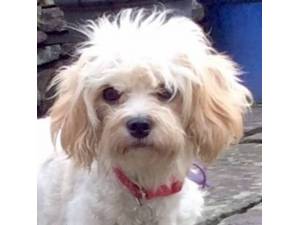 Rossetta - Female Cavachon (Cavalier King Charles Spaniel cross Bichon Frise) Photo