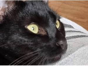 ELMER - Domestic Shorthair
crossbreed Photo