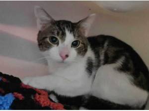 ANDREW - Domestic Shorthair
crossbreed Photo