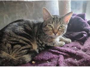 TOBY - Domestic Shorthair
crossbreed Photo