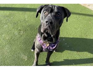 Ambrose - Male Mastiff: Old English Photo