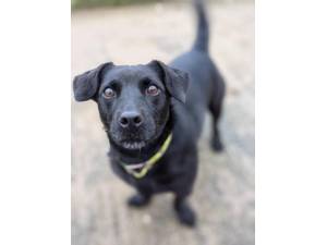 Bruiser - Male Terrier Cross Photo