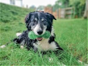 Smudge - Male Border Collie Photo