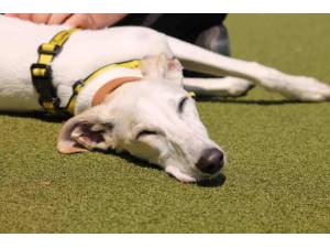 Zach - Male Saluki Photo